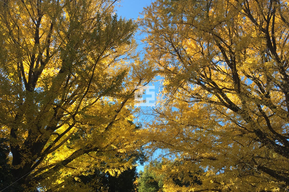 銀杏の紅葉の写真