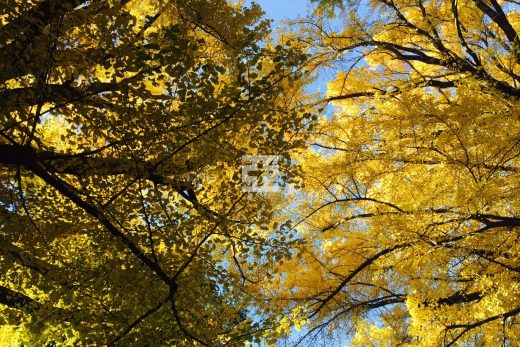 イチョウの紅葉の写真