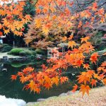 日本庭園のもみじ紅葉