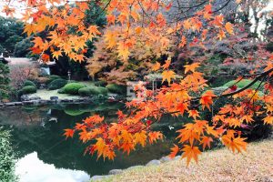 日本庭園のもみじ紅葉