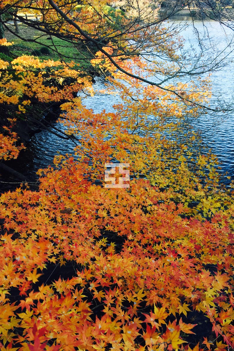池近くにあったもみじの紅葉