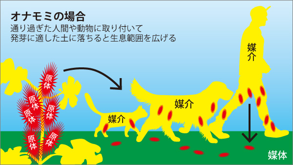 オナモミの場合（コロナウィルスを植物に例えると）